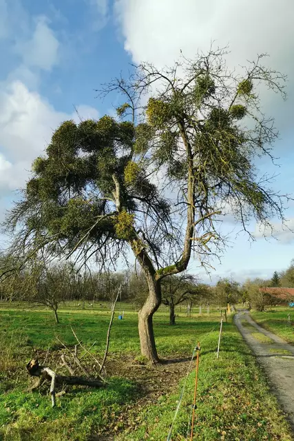 Leider häufig zu sehen: Stark von Misteln befallener Landschaftsobstbaum | Foto: Landschaftspflegeverband Miltenberg