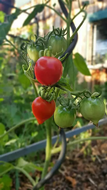 Foto: Conny Schlosser