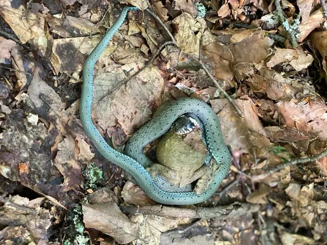 Schlange hat Hunger | Foto: Barbara Kolb