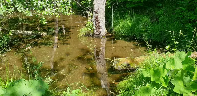 Feuchtwiese  | Foto: Barbara Kolb