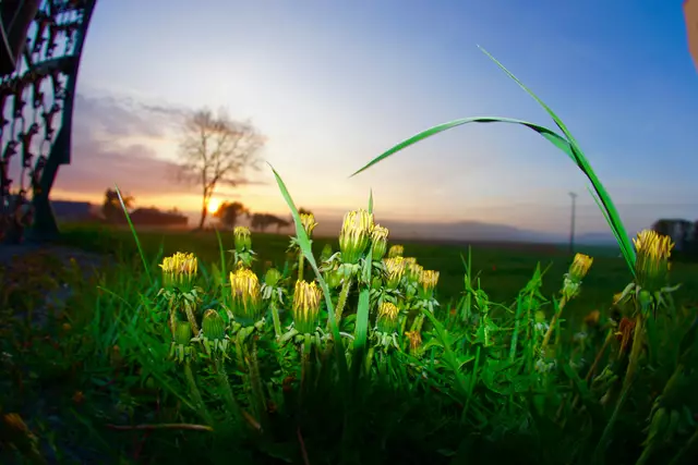 Aprilmorgen im Odenwald. 