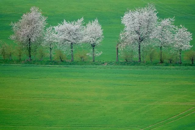 Der Mai ist zwar noch nicht gekommen, aber die Bäume schlagen schon aus und blühen um die Wette. 