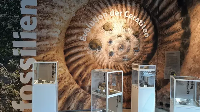 Im über LEADER geförderten Ausstellungsgebäude an der Tropfsteinhöhe in Buchen-Eberstadt erfahren die Besucher Wissenswertes rund um die Welt der regionalen Fossilen.

 | Foto: RM Badisch-Franken, Tanja Naas