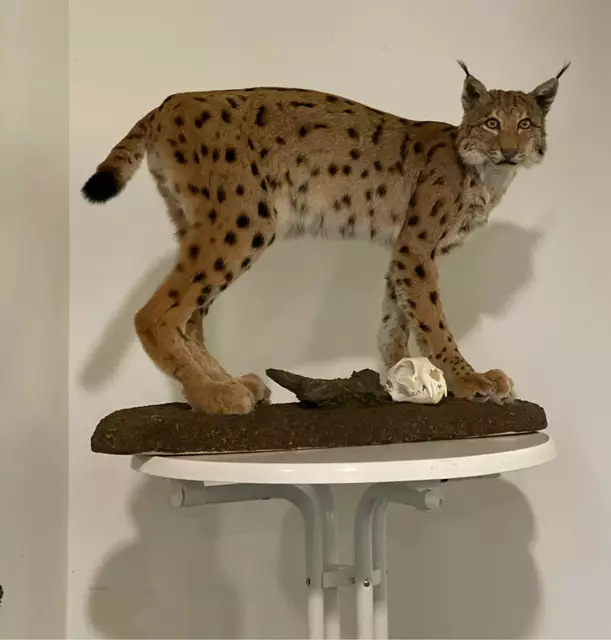 Als Anschauungsobjekt diente ein ausgewachsener Kuder (männlicher Luchs) als Präparat. | Foto: Spessartbund e.V.