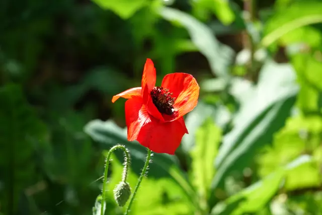 Roter Farbtupfer im grünen Ambiente
