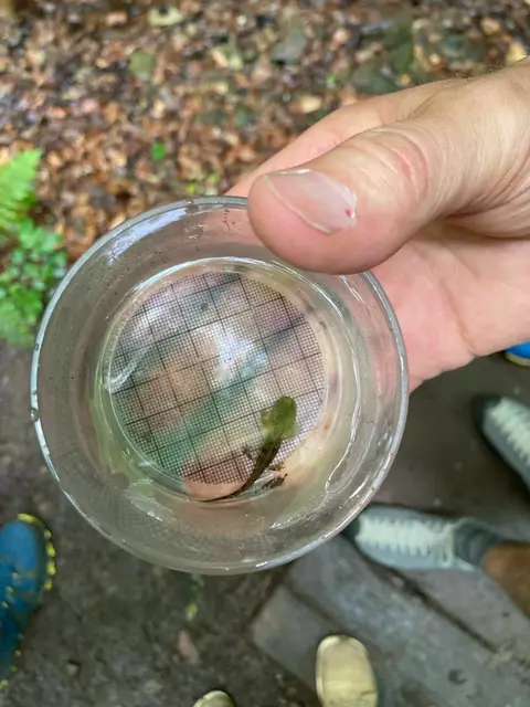 Salamander-Larve | Foto: Spessartbund e.V. 