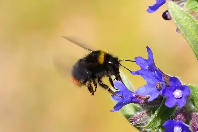 Wiesenhummel | Foto: Jann Wübbenhorst
