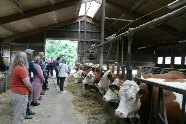 Interessiert beobachteten die Kühe die Gäste im Stall.  | Foto: Frauke Beck