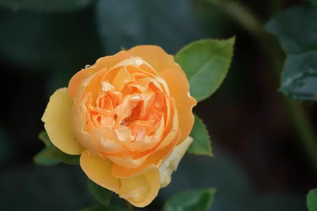 
Bekanntlich gilt der Juni als sechster Monat als Rosenmonat. So verweist der Rosenmonat auf die schönste Blütezeit der „Königin der Blumen“. Foto Roland Schönmüller 

