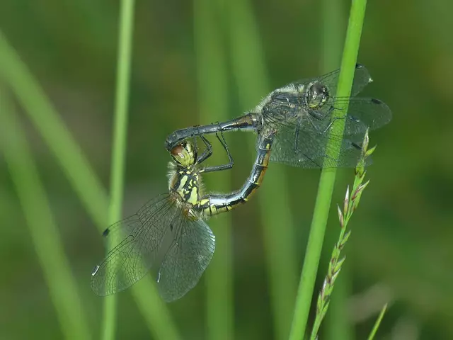 Schwarze Heidelibelle, Foto: Günter Farka