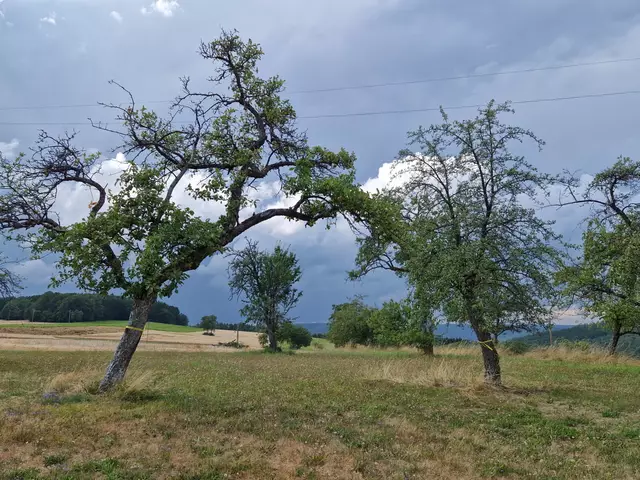 Das Ernteprojekt „Gelbes Band" setzt sich für einen achtsamen Umgang mit Lebensmitteln ein.


 | Foto: Landratsamt Neckar-Odenwald-Kreis