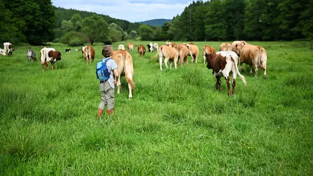Die Rinderweide in Fellen begeistert Groß und Klein: Mutterkühe mit ihren Kälbern bieten nicht nur spannende Naturbeobachtungen, sondern auch ein Beispiel für nachhaltige Landwirtschaft im Einklang mit dem Naturschutz. | Foto: Jennifer Weidle