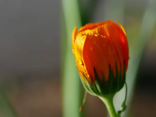 Ringelblumen sind pflanzliche Hygrometer. Sie schließen ihre Blüten vorzeitig, wenn sich die Luftfeuchte vor einem Schauer erhöht. | Foto: © Pixabay