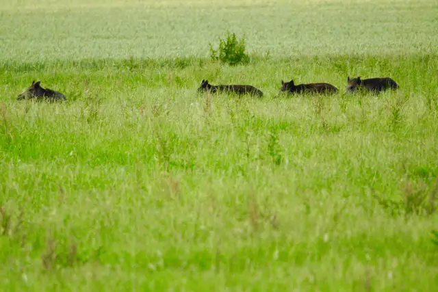 Fast abgetaucht im schattigen grünen Gras