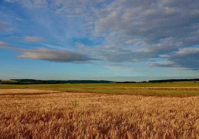 Beeinflusst der Siebenschläfer das Wetter im Sommer? Foto Roland Schönmüller 