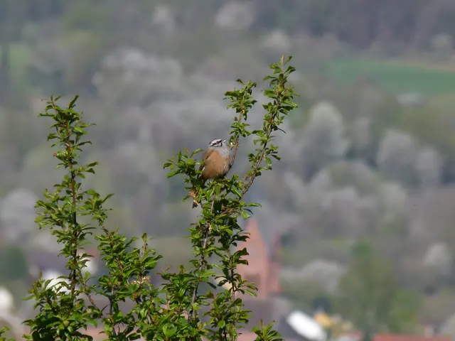 Zippamper | Foto: Günter Farka, BUND Naturschutz
