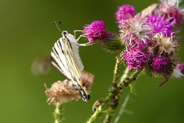 
Der Segelfalter mag heiße Südhänge in den Tälern der Region. 
