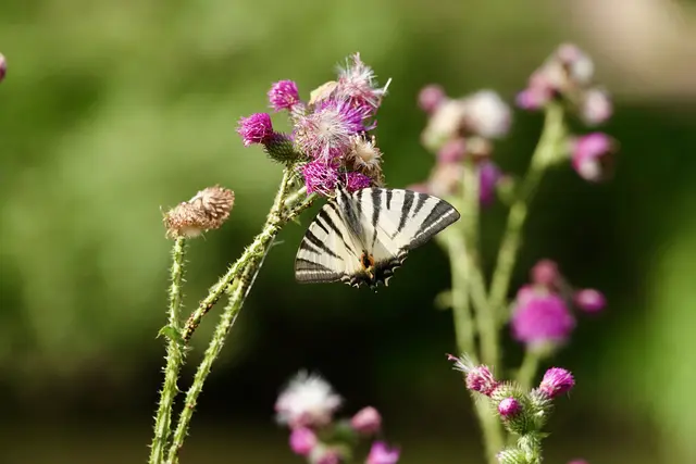 
Der Segelfalter mag heiße Südhänge in den Tälern der Region. 