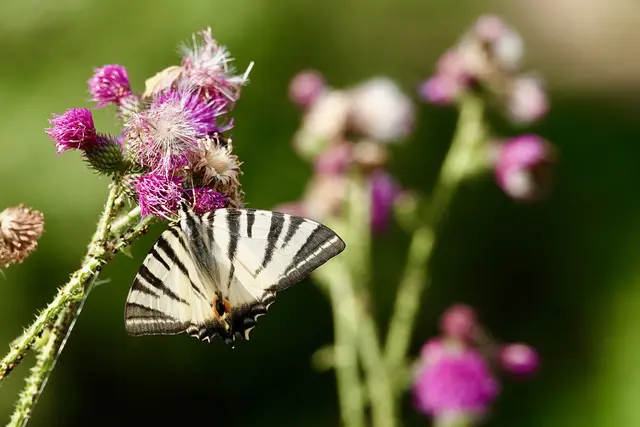 
Der Segelfalter mag heiße Südhänge in den Tälern der Region. 