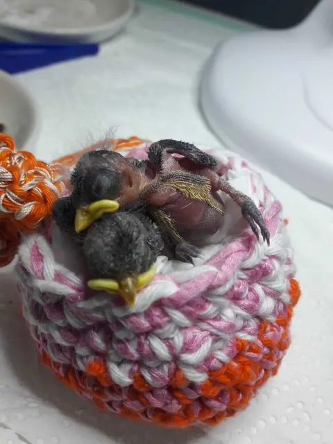 Ehrenamtliche Singvogelpflege in Obernburg/Eisenbach gesucht | Foto: Keller