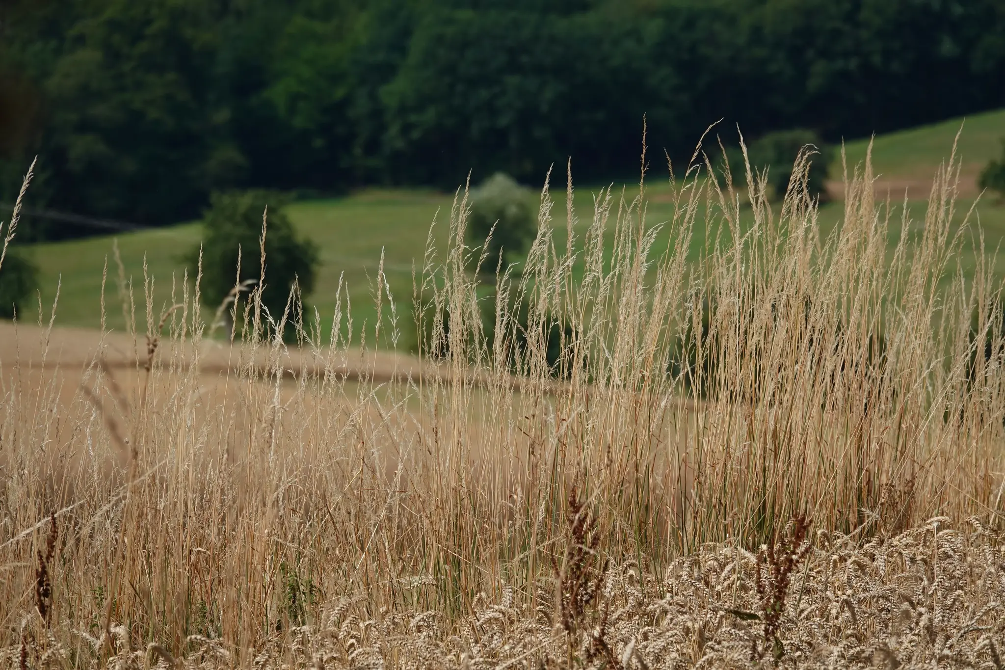 Landwirtschaft-zwischen-Sonnenblumen-und-Weizen