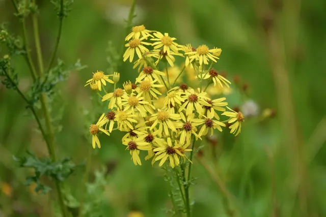 Das Jakobskreuzkraut (Jacobaea vulgaris) ist eine giftige Pflanze, die sowohl für Tiere als auch für Menschen gefährlich sein kann. Um diese Pflanze auf Feldern effektiv zu bekämpfen, gibt es verschiedene Maßnahmen.
