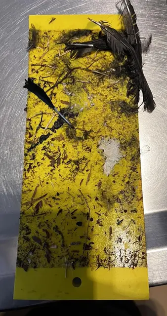 Vogelfedern auf einer Gelbtafel. So mancher Vogel verendet qualvoll an solchen Klebefallen.  | Foto: Nadja Koch (Wildvogelhilfe Koch e.V.)