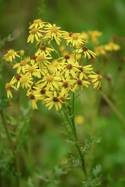 Das Jakobskreuzkraut (Jacobaea vulgaris) ist eine giftige Pflanze, die sowohl für Tiere als auch für Menschen gefährlich sein kann. Um diese Pflanze auf Feldern effektiv zu bekämpfen, gibt es verschiedene Maßnahmen.