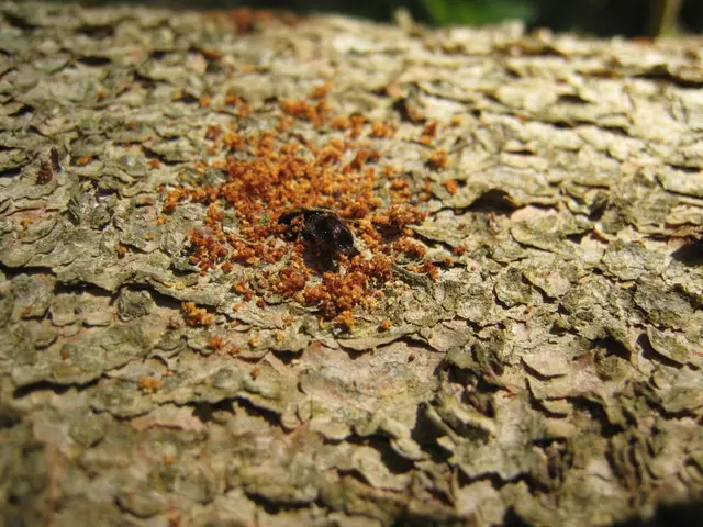 Borkenkäfer mit Bohrmehl
 | Foto: LFV 