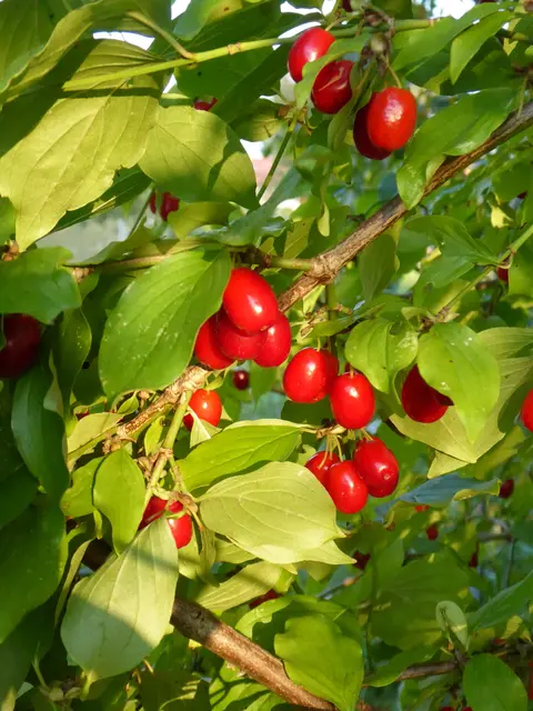 Kornelkirsche | Foto: Ursula Fees