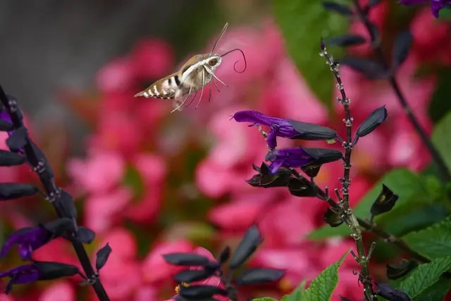 Herbstbeginn bedeutet mehr als den Wechsel von warmen zu kühleren Tagen – es ist der Auftakt zu einer Zeit voller Farben, Düfte und Gefühle. 