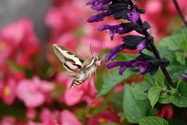 Natur-Aufnahme (Taubenschwänzchen) bei einer eintausendstel Sekunde.