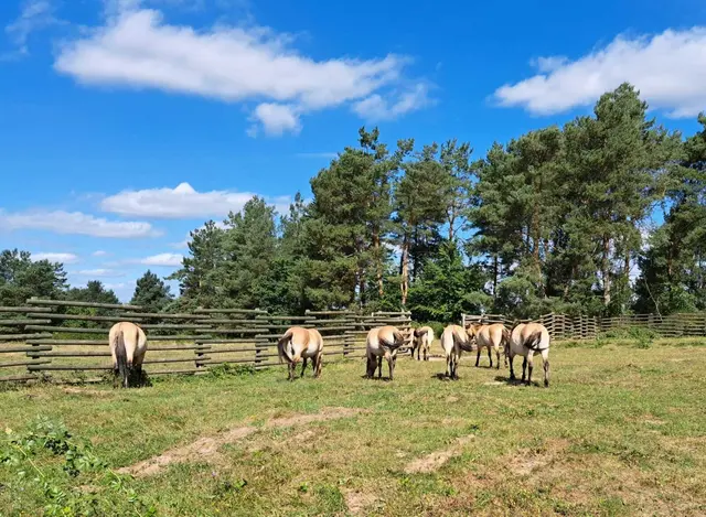 Wildpferde | Foto: Uschi Protzek