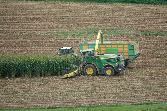 Maisernte 2025 in der Region vor dem Abschluss 