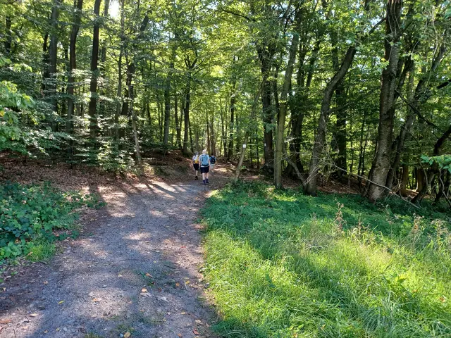 Durch den Wald | Foto: Wolfgang Giegerich