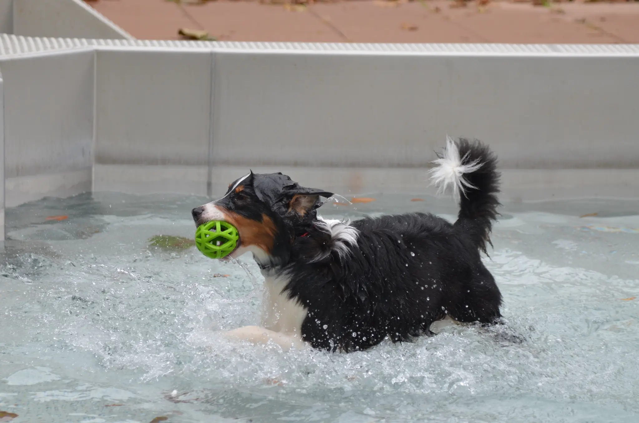 Hundebadetag-im-Erftalbad-B-rgstadt-27-09-2025