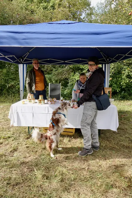 Auch tierische Gäste kamen nicht zu kurz: Eine Australian-Shepherd-Hundebesitzerin war mit ihrem Vierbeiner vor Ort. Der disziplinierte Hund mit den markanten blauen Augen erhielt zur Belohnung am Honigstand aber keine Süßigkeiten, sondern bewährte Leckerli von seinem Frauchen. Diese liebevolle Geste wurde von den anderen Besuchern wohlwollend beobachtet.
Foto: Roland Schönmüller


