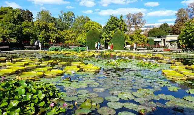 Seerosenteich | Foto: Obst- und Gartenbauverein Wörth a. Main