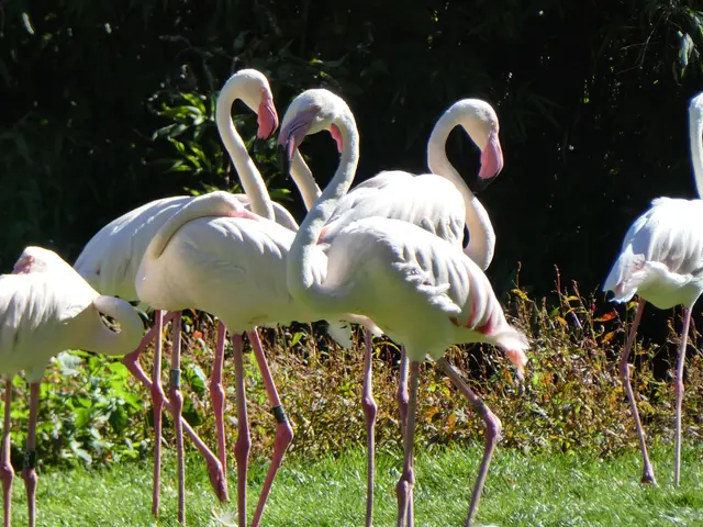Flamingos | Foto: Obst- und Gartenbauverein Wörth a. Main