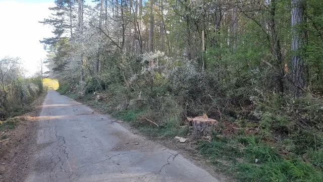 Der Asphaltweg entlang des „Hasenwaldes“ ist insbesondere durch Wurzelwuchs stark beeinträchtigt.

 | Foto: Landratsamt