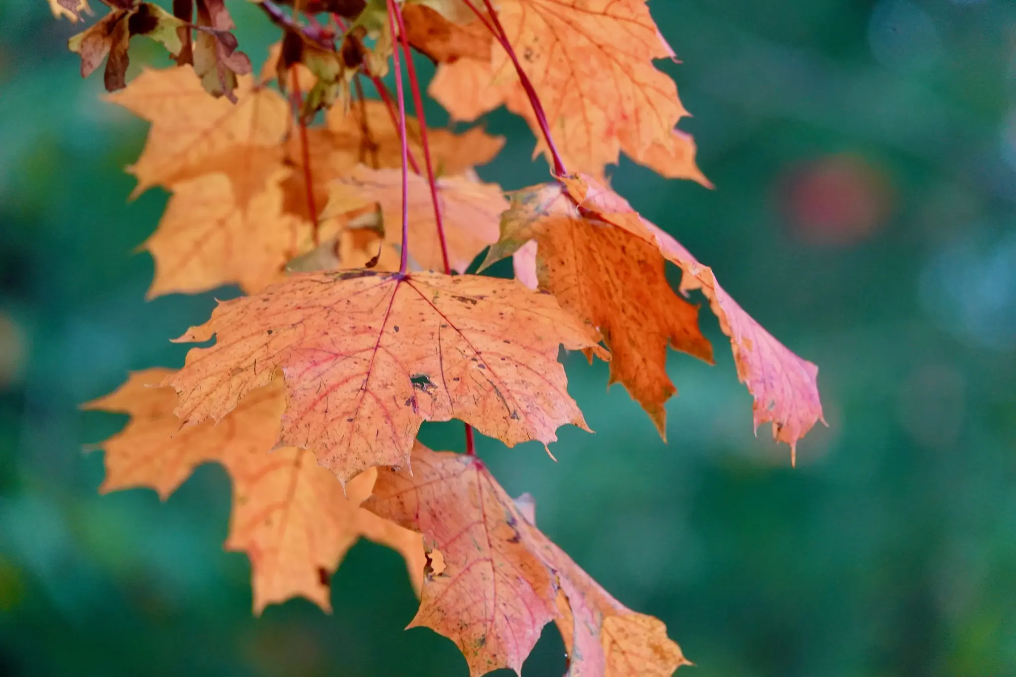 Mindestens-einen-Besuch-jetzt-im-Herbst-wert-Riedern-im-Erftal-