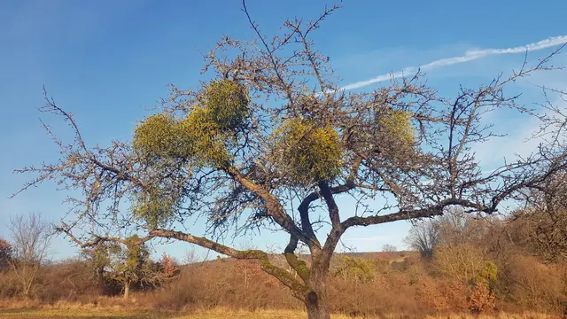 Die Laubholzmistel hat sich zu einem ernstzunehmenden Problem für die Streuobstwiesen entwickelt | Foto: LPV Miltenberg