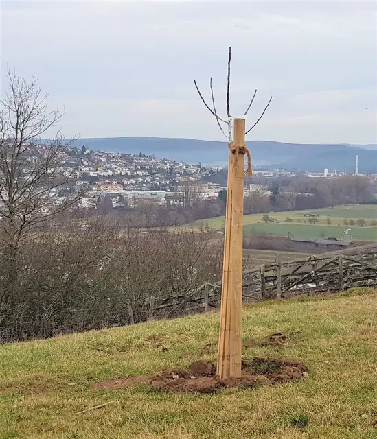 In einem kostenlosen Workshop lernen die Teilnehmenden, wie man Bäume richtig pflanzt und häufige Fehler vermeidet | Foto: LPV Miltenberg