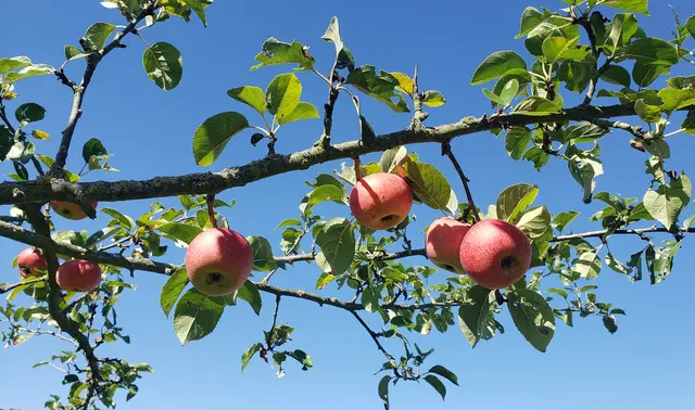 Zahlreiche Streuobst-Themen werden beim nächsten Runden Tisch Streuobst am 5. Dezember in Obernburg besprochen | Foto: Landratsamt