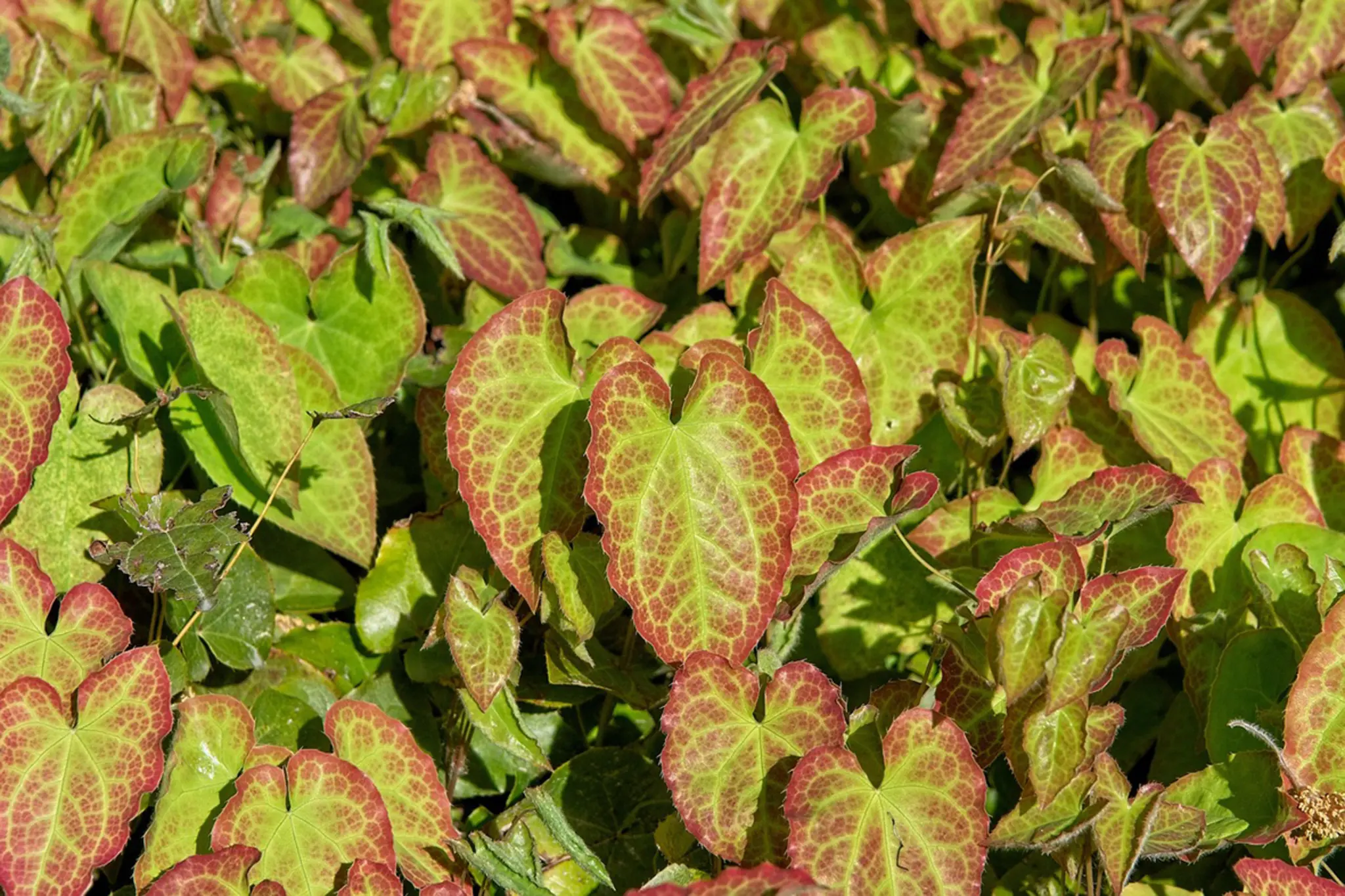 Attraktiv-und-pflegeleicht