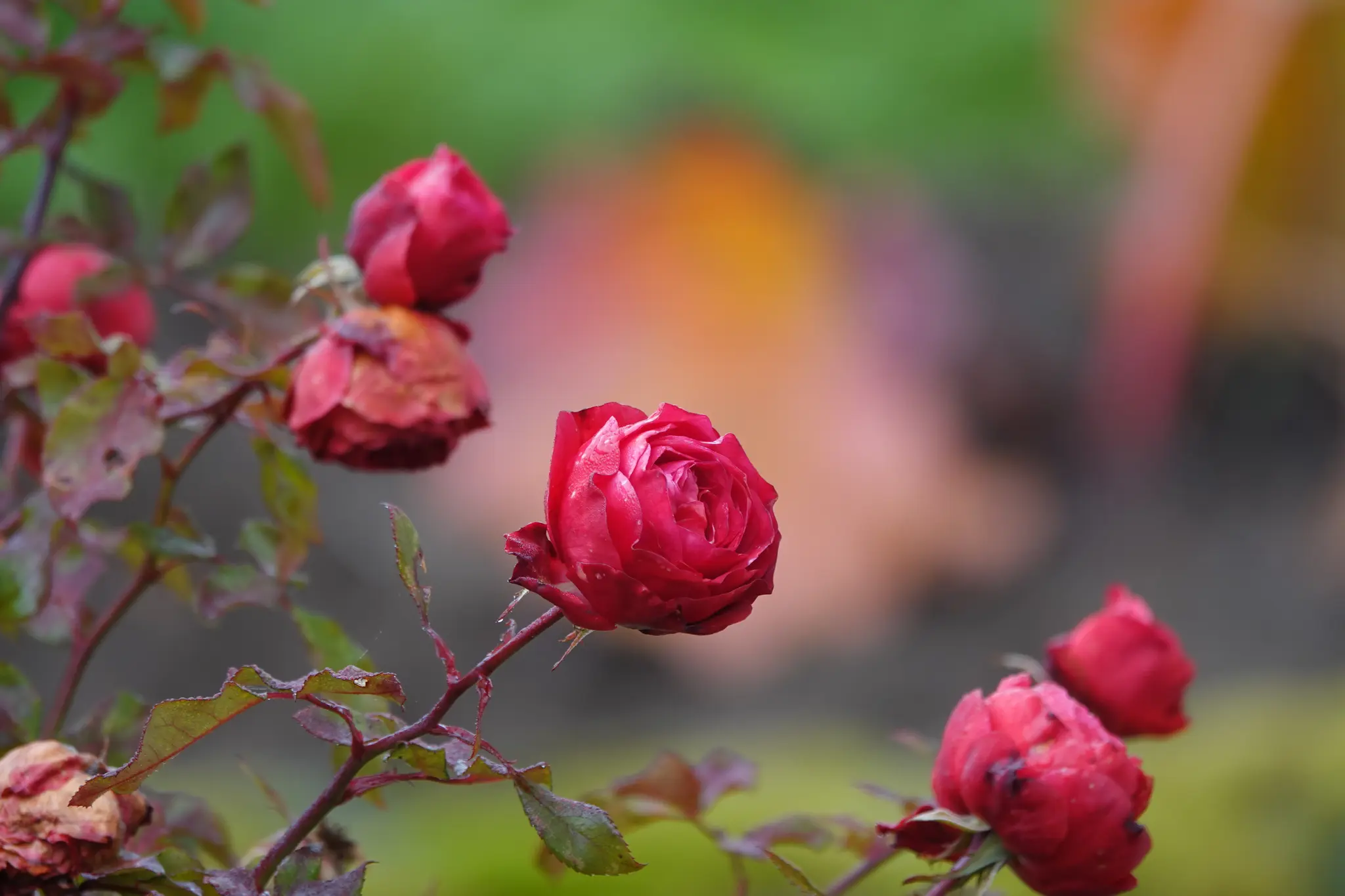 Vom-Einmummeln-und-Entpuppen-