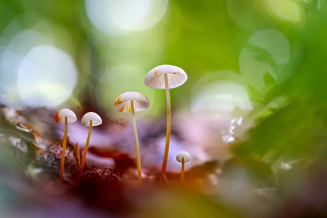 Pilzfamile | Foto: Birgit und Jost Kühlborn