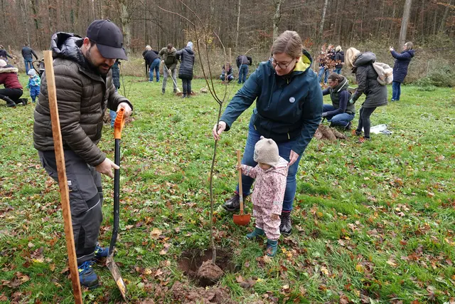 Hochzeitsbäumchen gepflanzt im Schöner, dem Külsheimer Stadtwald, vorne bei Winterlinden-Pflanzung, Vater Dominik, Mutter Lisa und Marlena  Pahl aus Külsheim. Foto Roland Schönmüller
