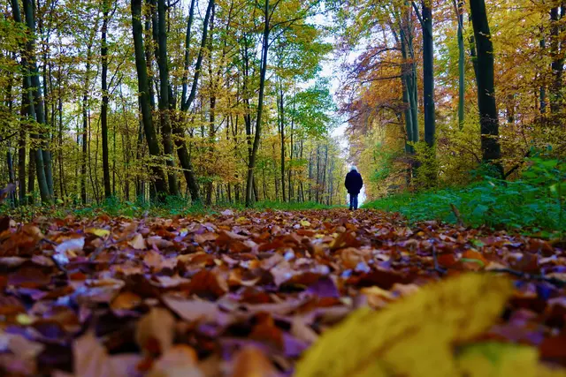 Mit jedem Schritt auf dem herbstlichen Waldboden spürt man das charakteristische Knirschen des Laubs unter den Füßen. 