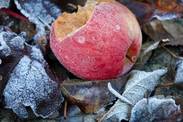 Apfel im Raureif